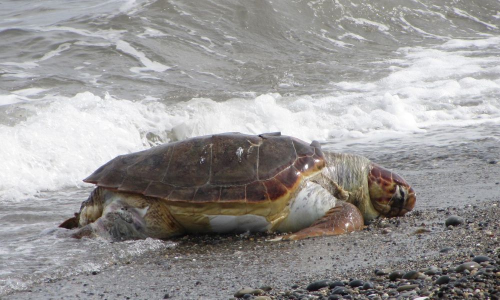 Dezenas de tartarugas marinhas protegidas são mortas a facadas no Japão