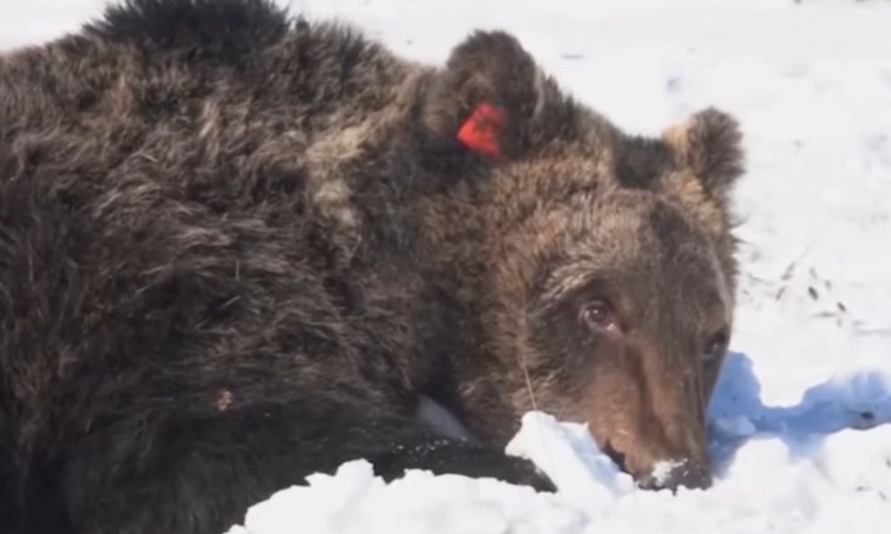 Urso famoso na Itália, de espécie rara, morre atropelado e comove o país