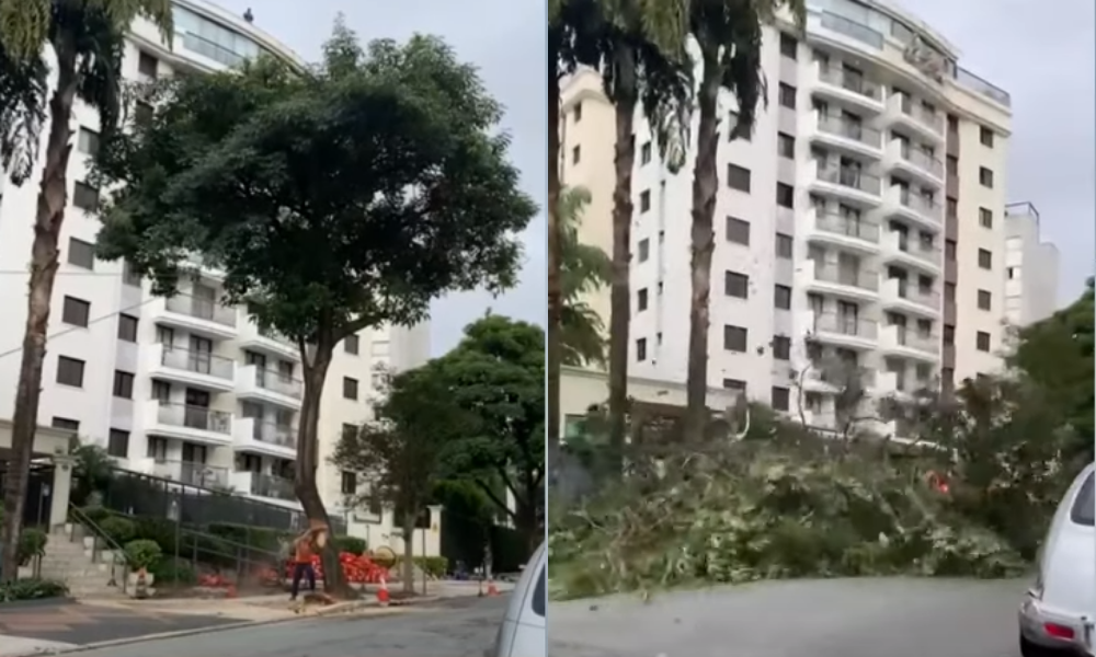 Após denúncias e reportagem da Jovem Pan, prefeitura retira árvore que prejudicava condomínio em SP