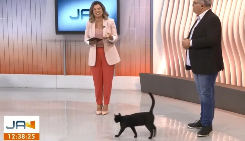 Gato invade estúdio de jornal da Globo e desconcentra apresentadora; assista
