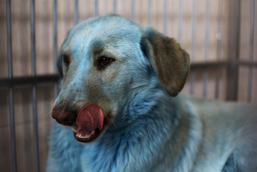 Cães de rua são resgatados após ficarem com os pelos azuis na Rússia; entenda