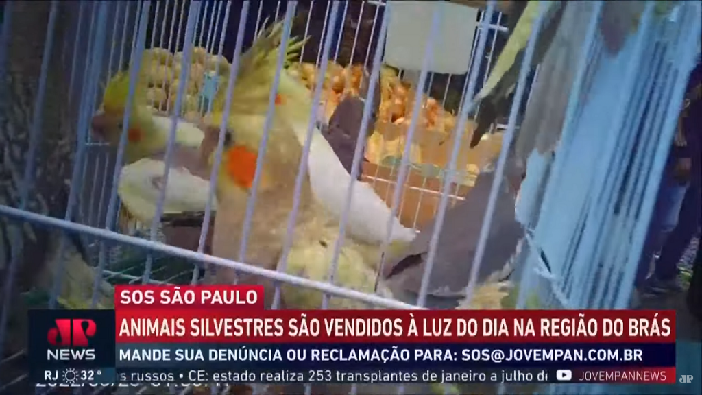 Animais silvestres são vendidos à luz do dia em ruas de São Paulo