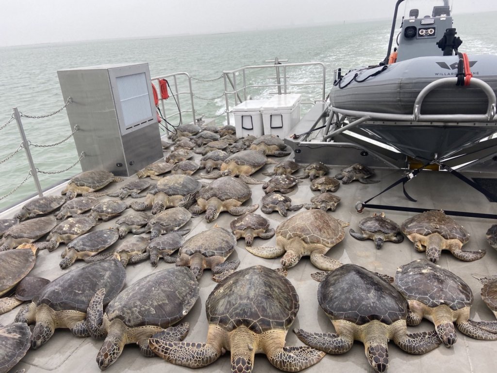 Voluntários salvam quase 5 mil tartarugas do frio nos EUA; veja imagens