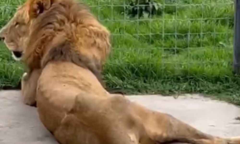 Leões comem o próprio rabo para não morrerem de fome em zoológico no México