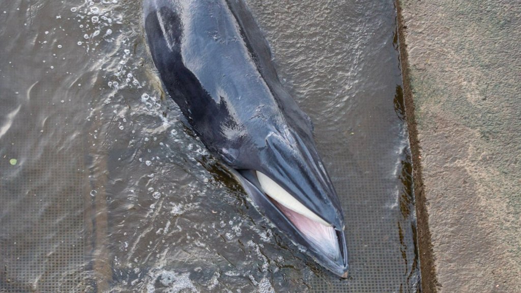 Filhote de baleia é sacrificado após encalhar no rio Tâmisa em Londres