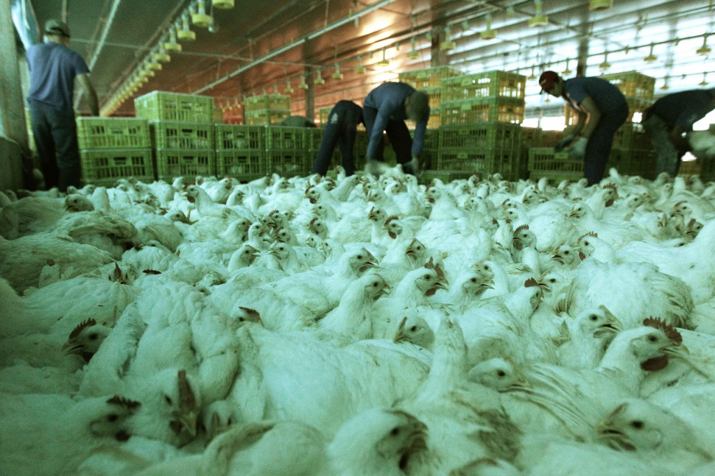 Chile confirma primeiro caso de gripe aviária em humanos