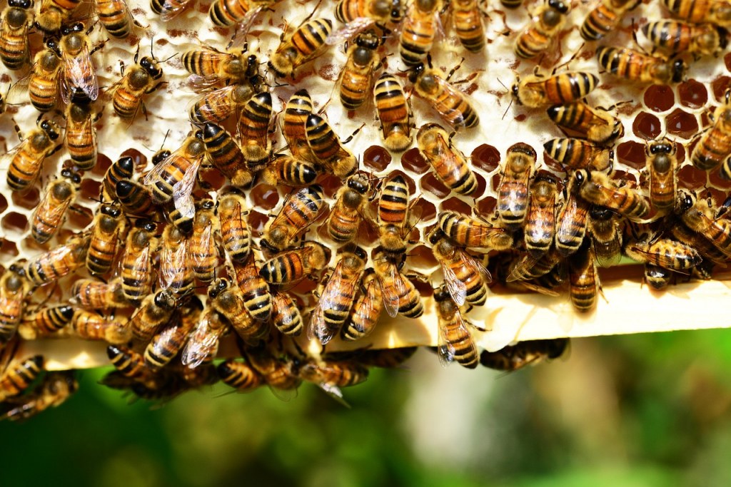 Mais de 100 milhões de abelhas são mortas em MT devido aplicação errada de agrotóxico
