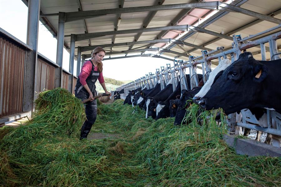 Espanha sacrifica mais de 850 vacas que passaram 2 meses confinadas em navio