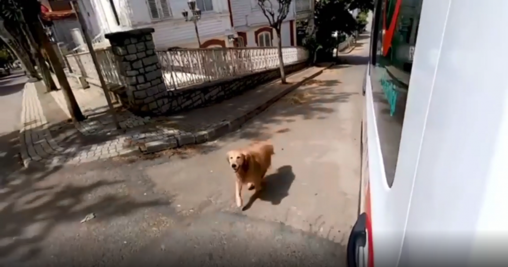 Cachorro persegue ambulância que levava tutora para hospital na Turquia; assista