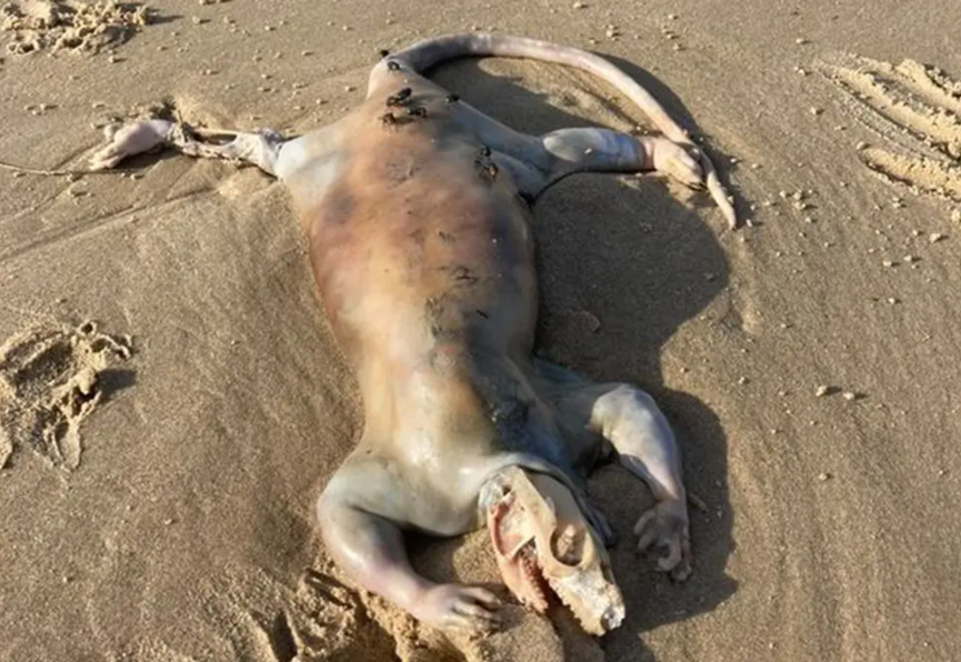 ‘Alienígena’ é encontrado em praia na Austrália depois de inundações
