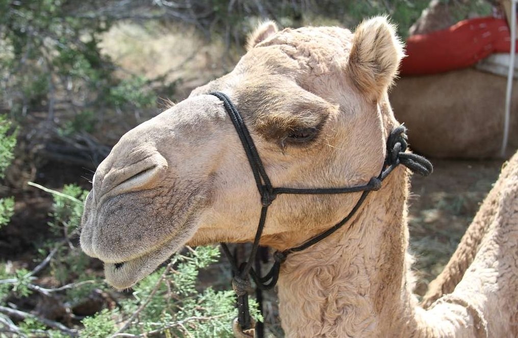 Camelos são barrados de concurso de beleza após acusação de aplicação de botox