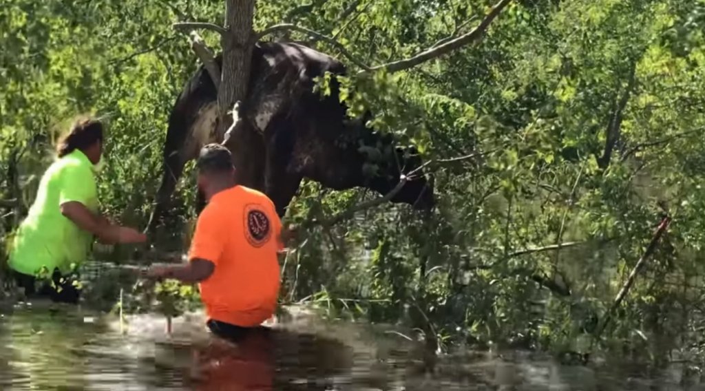 Vaca presa em árvore após passagem do furacão Ida é resgatada nos EUA