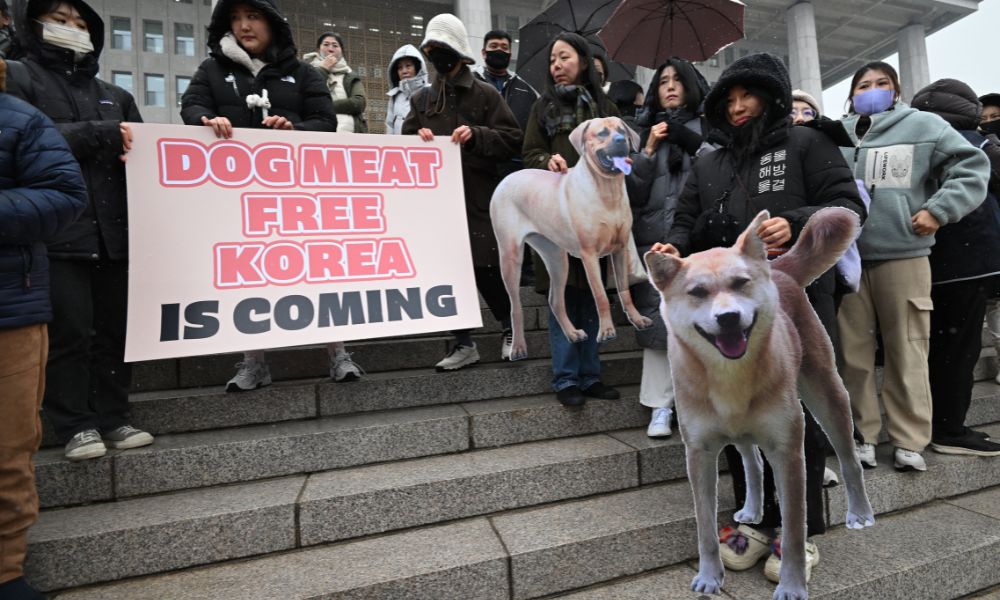 Em decisão história, Coreia do Sul aprova proibição da indústria de carne de cachorro