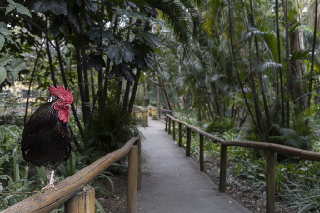 São Paulo reabre 69 parques, incluindo o Cantareira, após interdição por risco de queimadas 