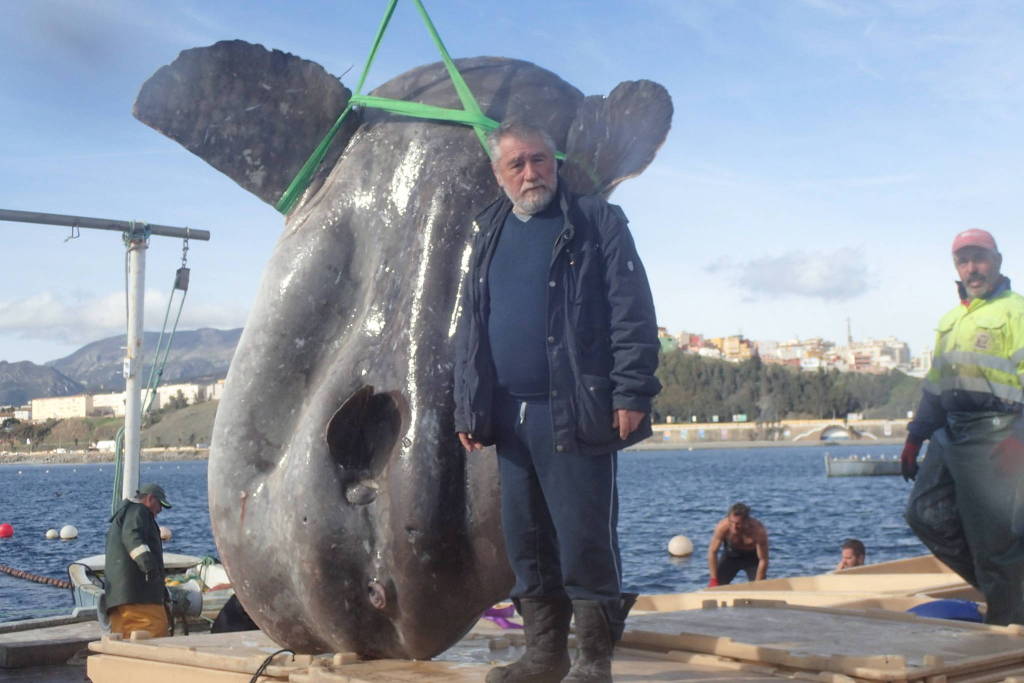 Peixe-lua de mais de mil quilos é capturado em cidade da Espanha