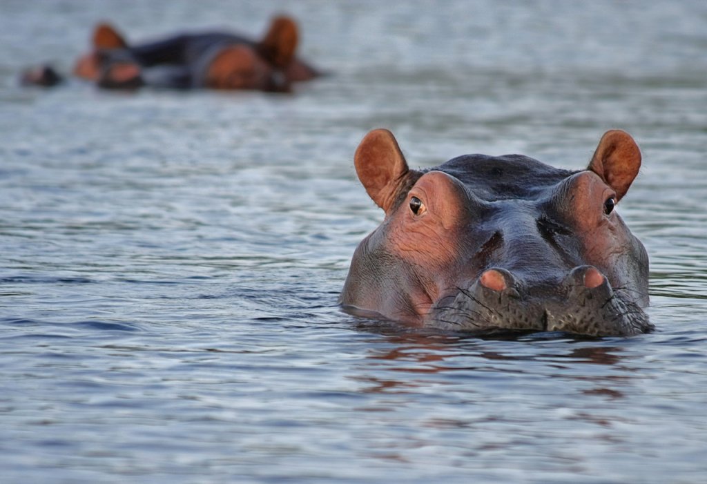 Hipopótamos de Pablo Escobar viram problema na Colômbia