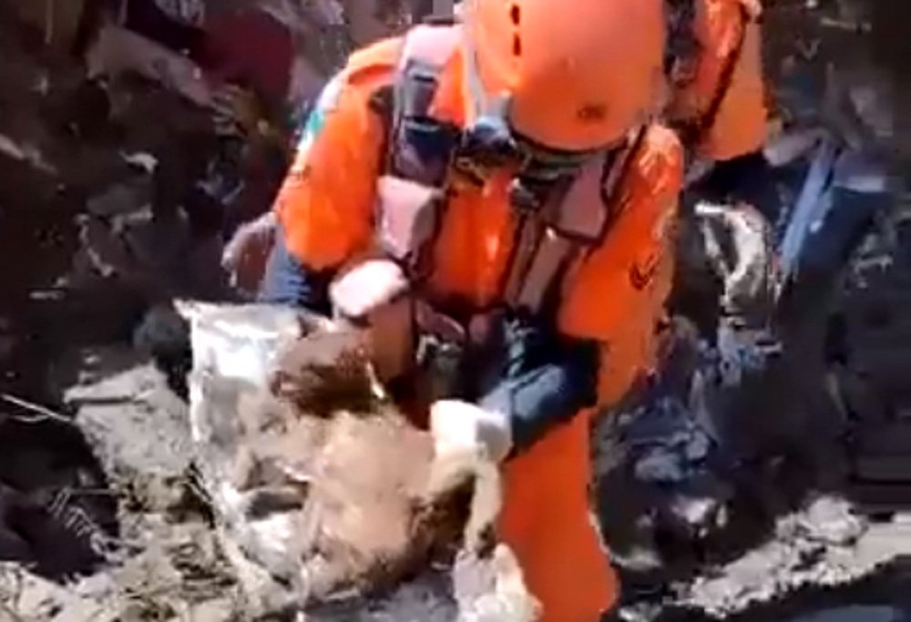 Gato é resgatado com vida pelos bombeiros após nove dias soterrado em Petrópolis; veja o vídeo