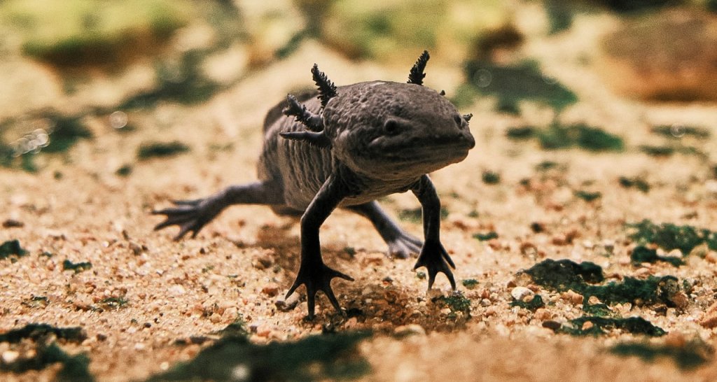Zoológico de São Paulo receberá salamandra que faz sucesso no jogo Minecraft