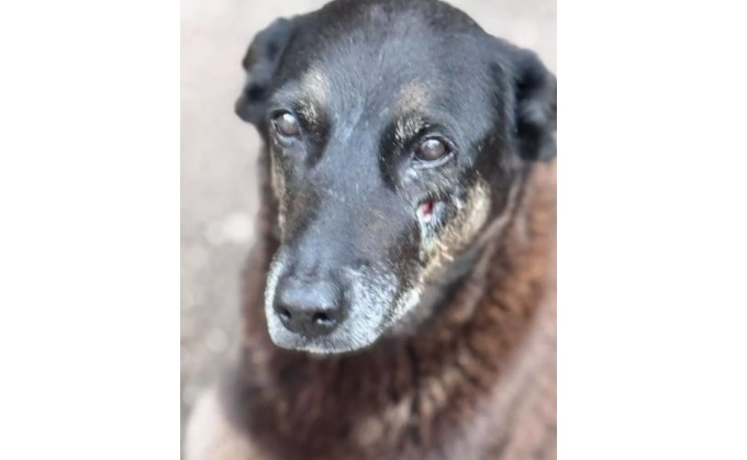 Justiça ordena que redes excluam fotos e dados de adolescentes suspeitos de matar cão Orelha