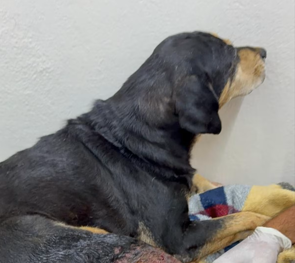 Cachorro comunitário é baleado por policial militar no RS