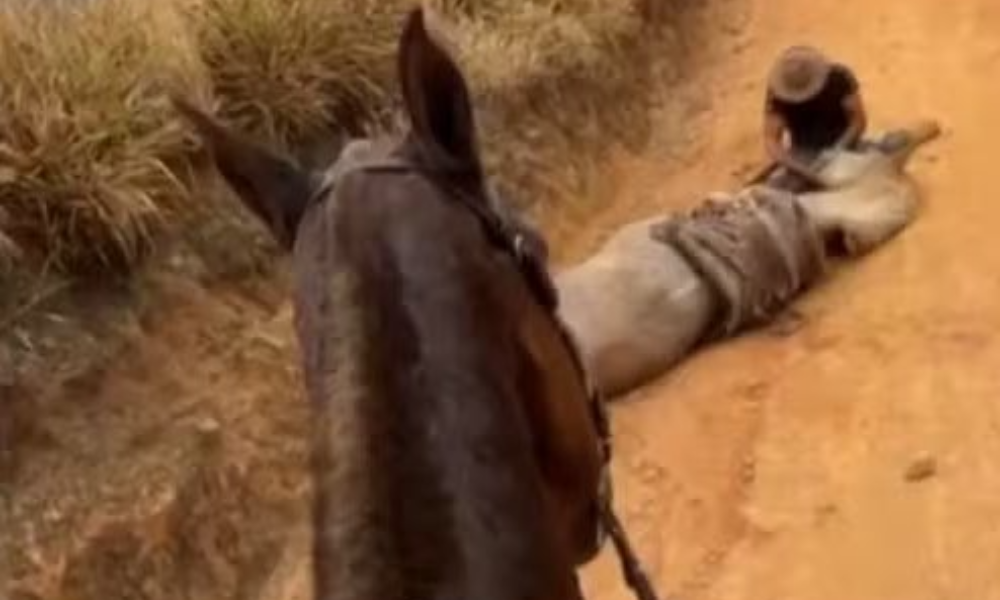 Homem que mutilou cavalo vivo é preso em operação contra tráfico de drogas