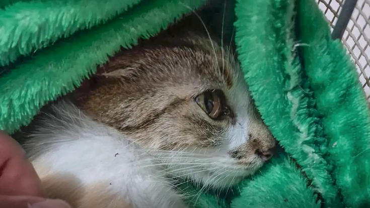 Mulher é presa após arremessar gata do 12º andar de prédio em Curitiba