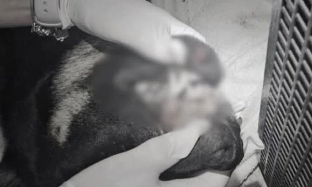 Adolescentes são apreendidos suspeitos de arremessar cão do alto de um prédio em SC