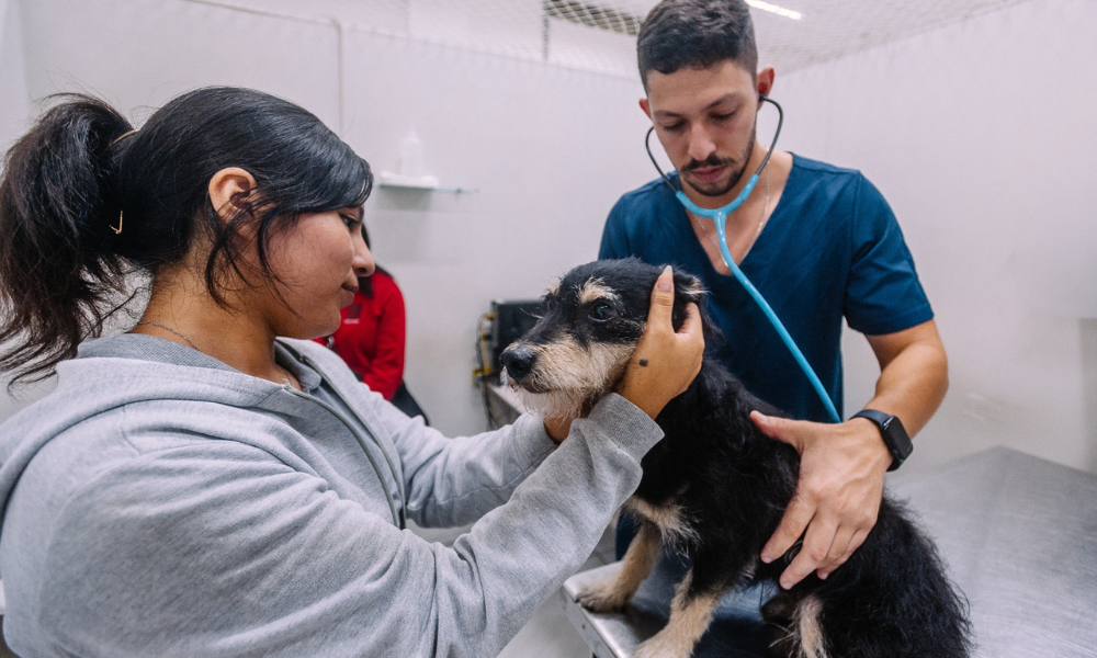 Hospital veterinário municipal passa a funcionar 24 horas em SP