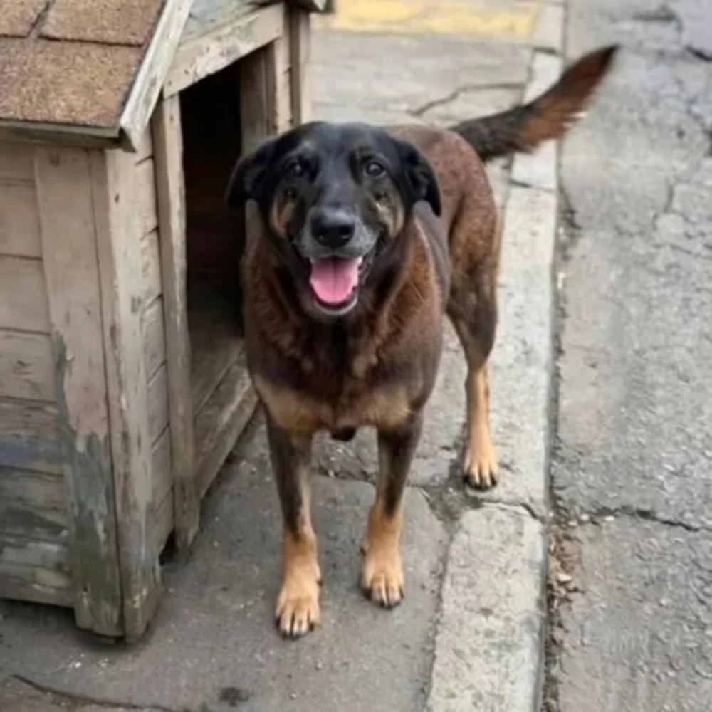 Justiça de SC autoriza, e corpo de cão Orelha é exumado