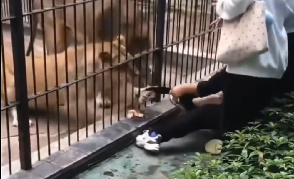 Criança de 10 anos é atacada por leoa em zoológico na China; veja vídeo