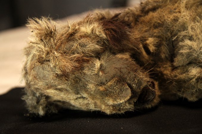 Leão que viveu há 28 mil anos é encontrado quase intacto na Rússia; veja fotos