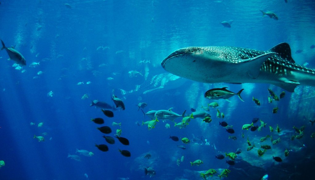 Novo relatório mostra risco maior de extinção de espécies marinhas