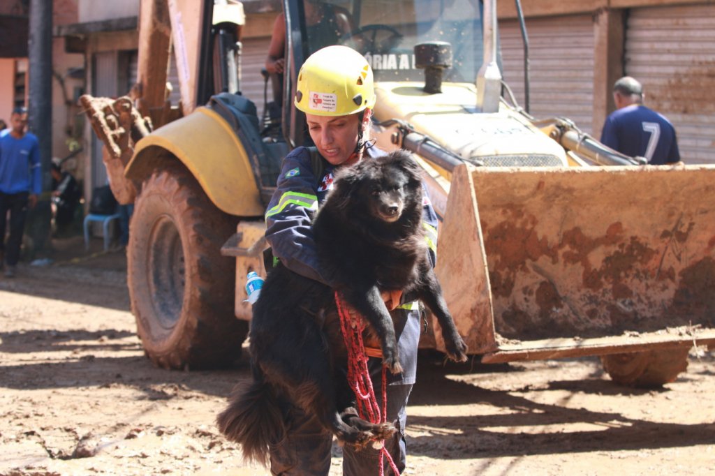 Petrópolis: Mais de 200 animais já foram resgatados em áreas de deslizamentos