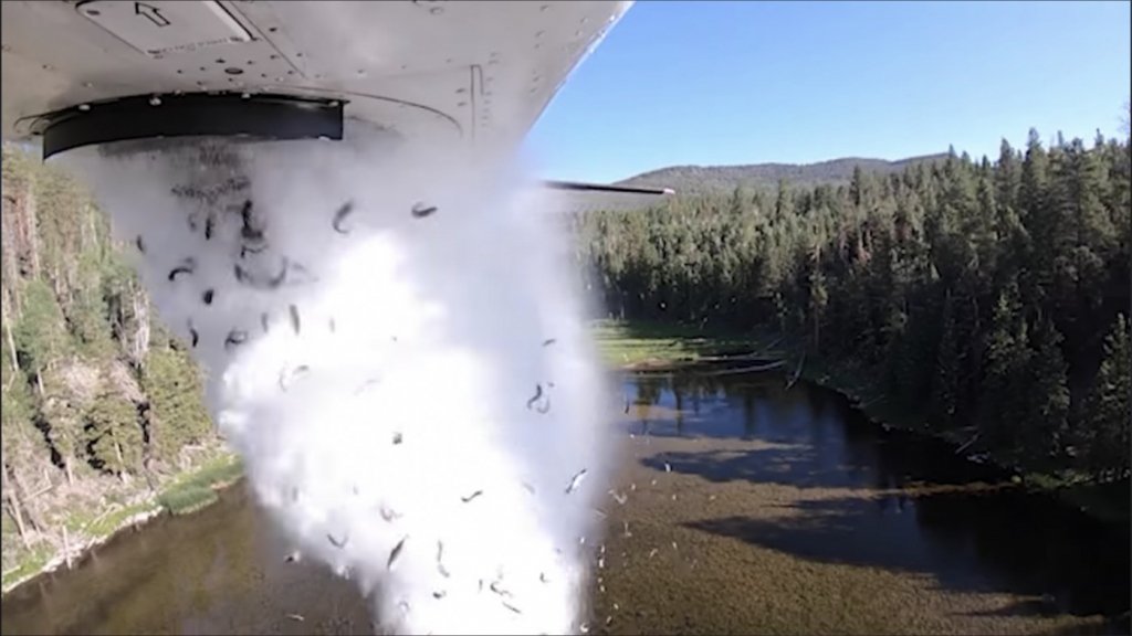Peixes são arremessados de avião para ‘povoar’ lago nos EUA; veja vídeo