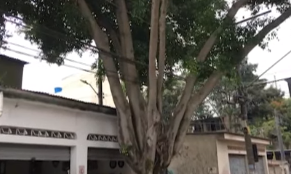 Árvore gigante destrói calçada e ameaça residência na zona oeste da capital paulista