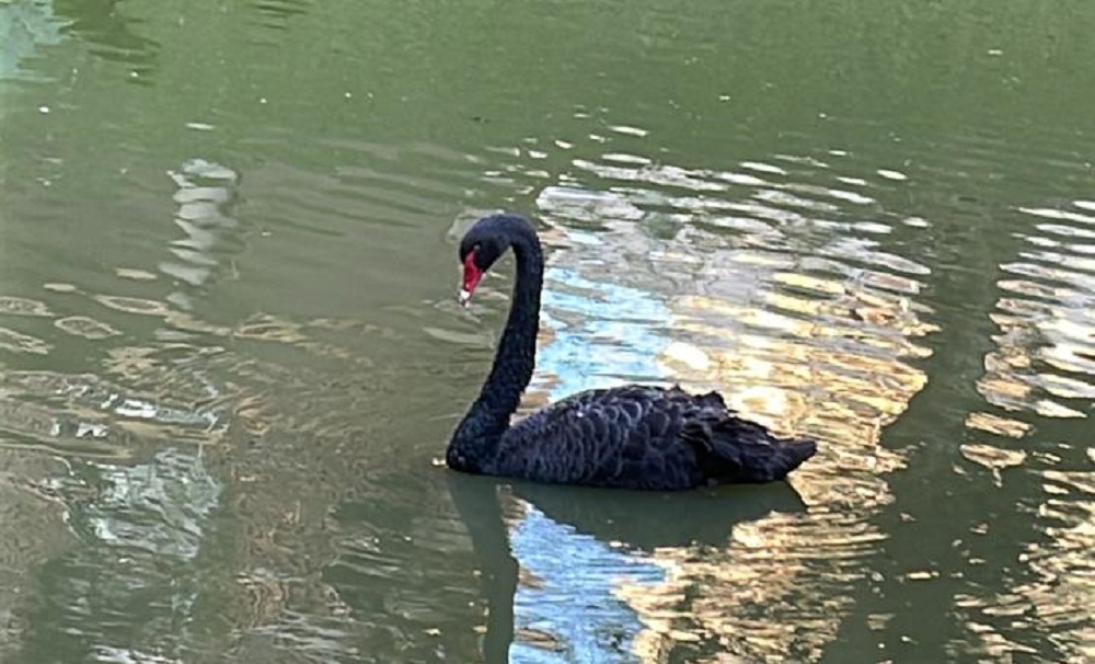 Parque do Rio adota novo cisne-negro após morte de antiga ave