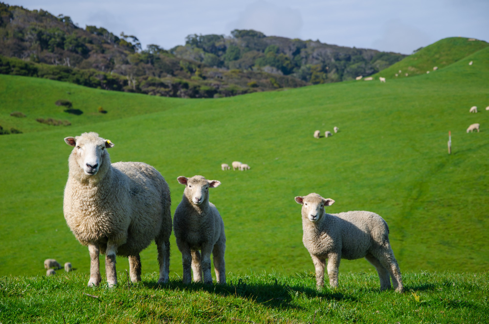 Ovelhas são enterradas vivas na Grécia para combater peste ovina 