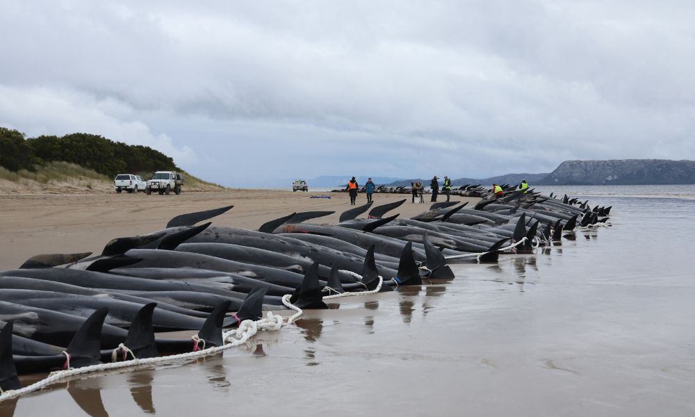 Mais de 50 baleias-piloto morrem encalhadas na Austrália