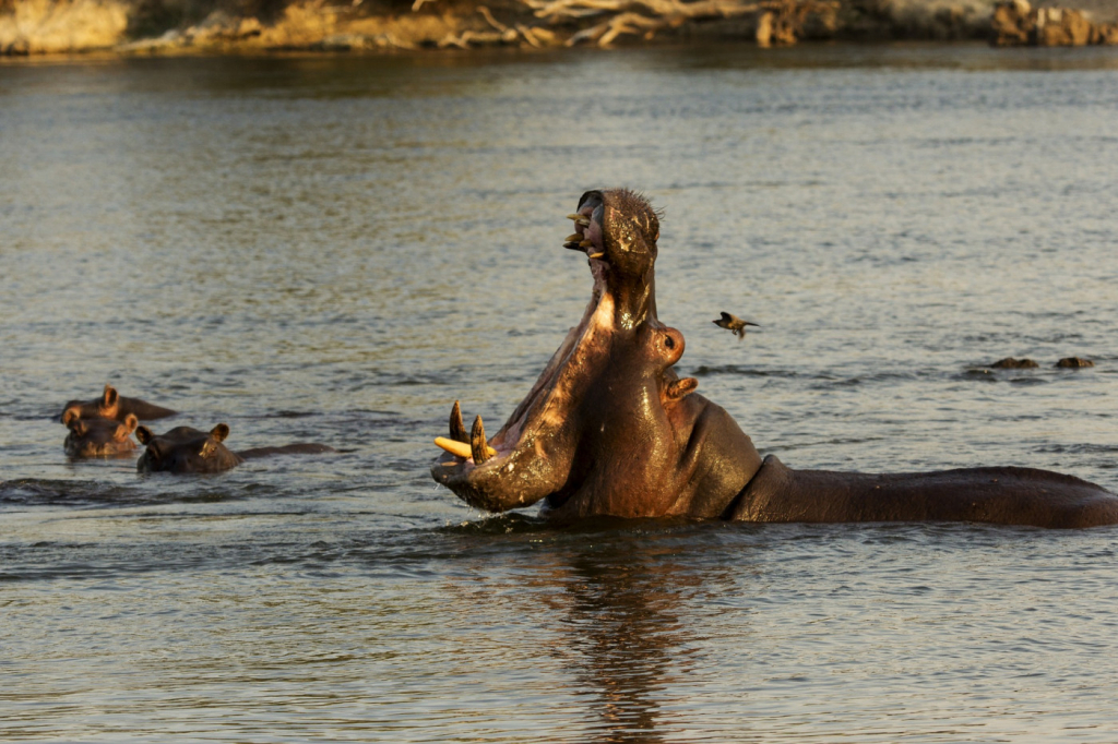 Criança de dois anos sobrevive a ataque de Hipopótamo em Uganda