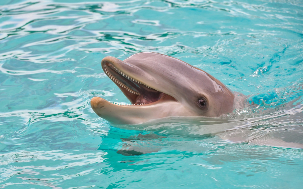 Irmãs de 9 e 4 anos roubam o carro dos pais para ‘nadar com os golfinhos’ na Califórnia