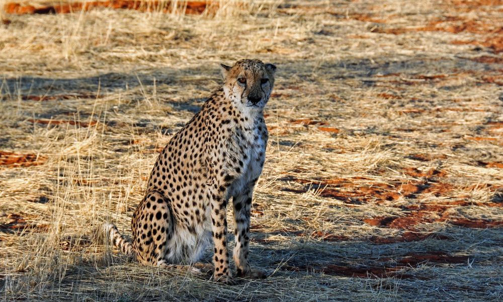 Morre no Irã o guepardo asiático ‘Vitorioso’ , um dos últimos de sua espécie