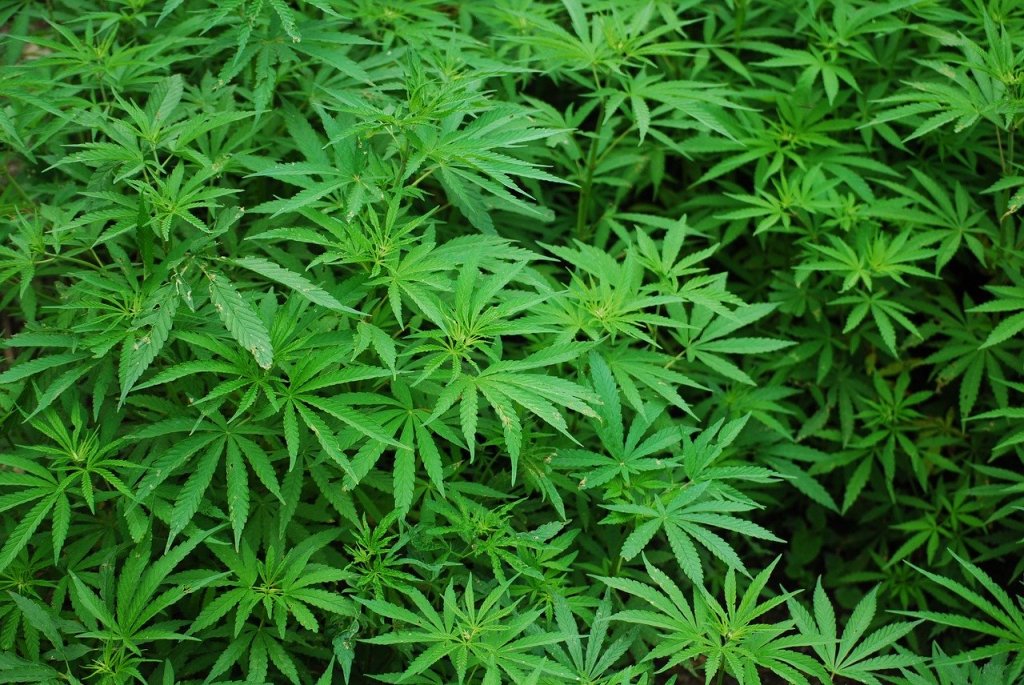Projeto que autoriza cultivo medicinal de Cannabis avança na Câmara