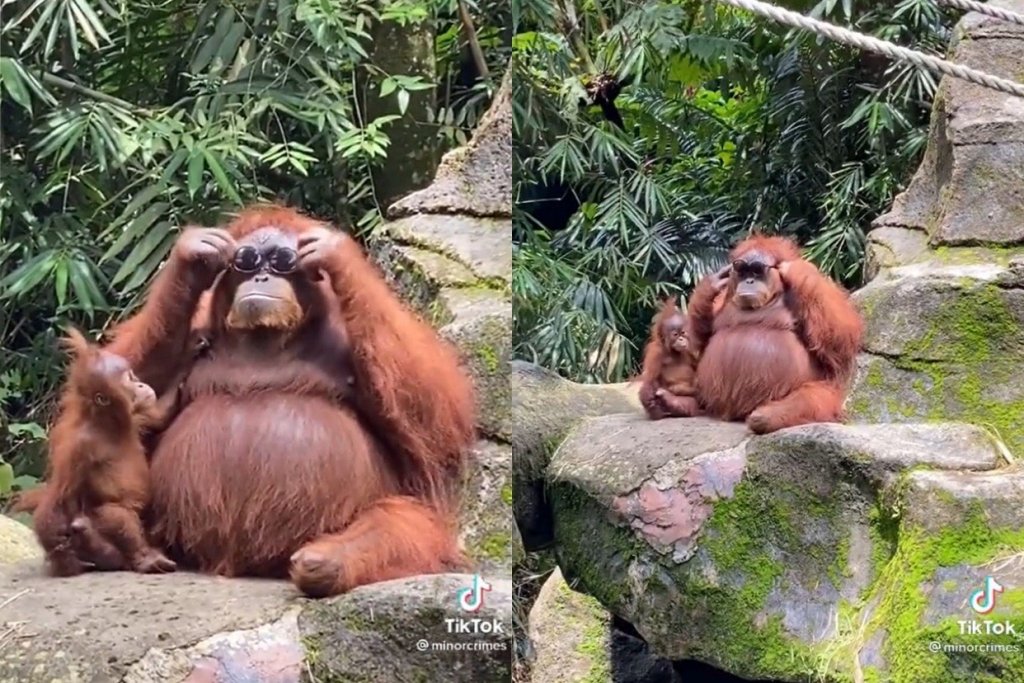 Orangotango prova óculos ‘esquecido’ por visitante em zoológico; veja vídeo