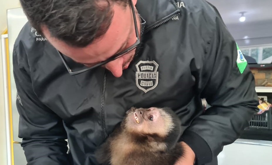 Operação contra tráfico de animais resgata macacos e araras no Paraná; veja fotos