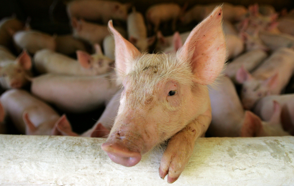 Médicos americanos realizam 2º transplante de coração de porco em humanos