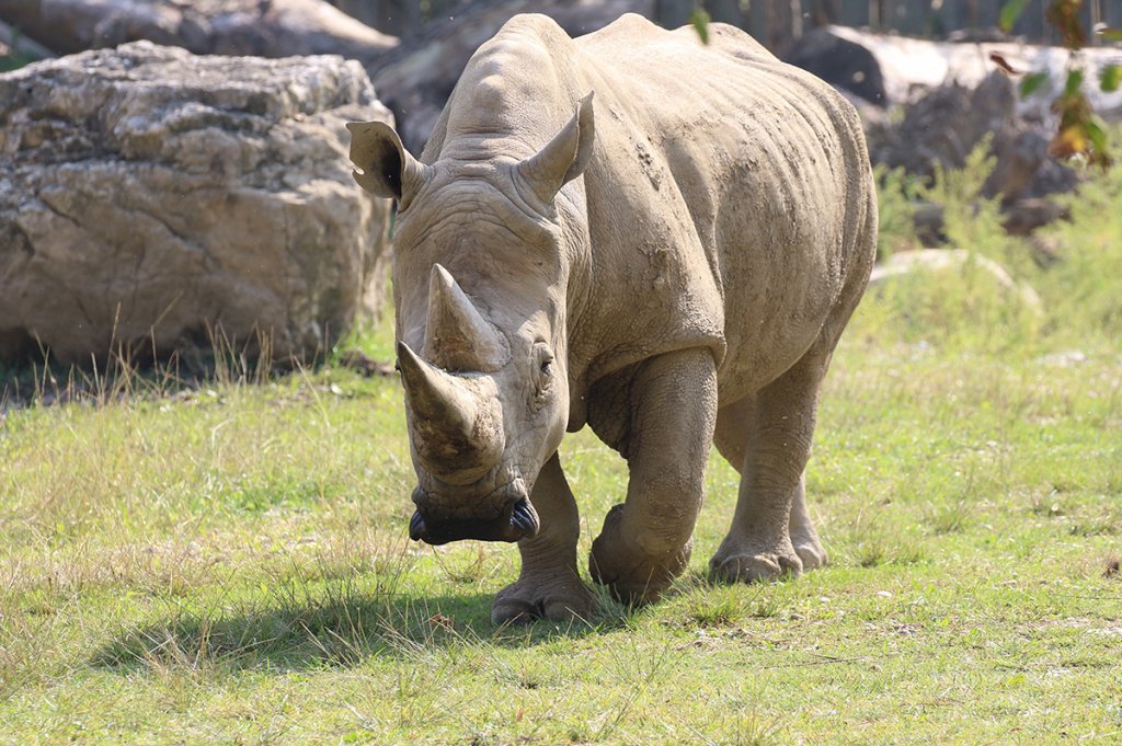 Rinoceronte-branco mais velho do mundo morre aos 54 anos