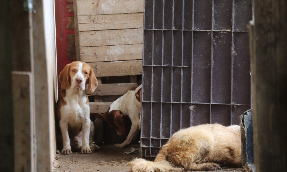 Mais de 60 cachorros são encontrados com sinais de maus-tratos em cativeiro ilegal na Grande São Paulo