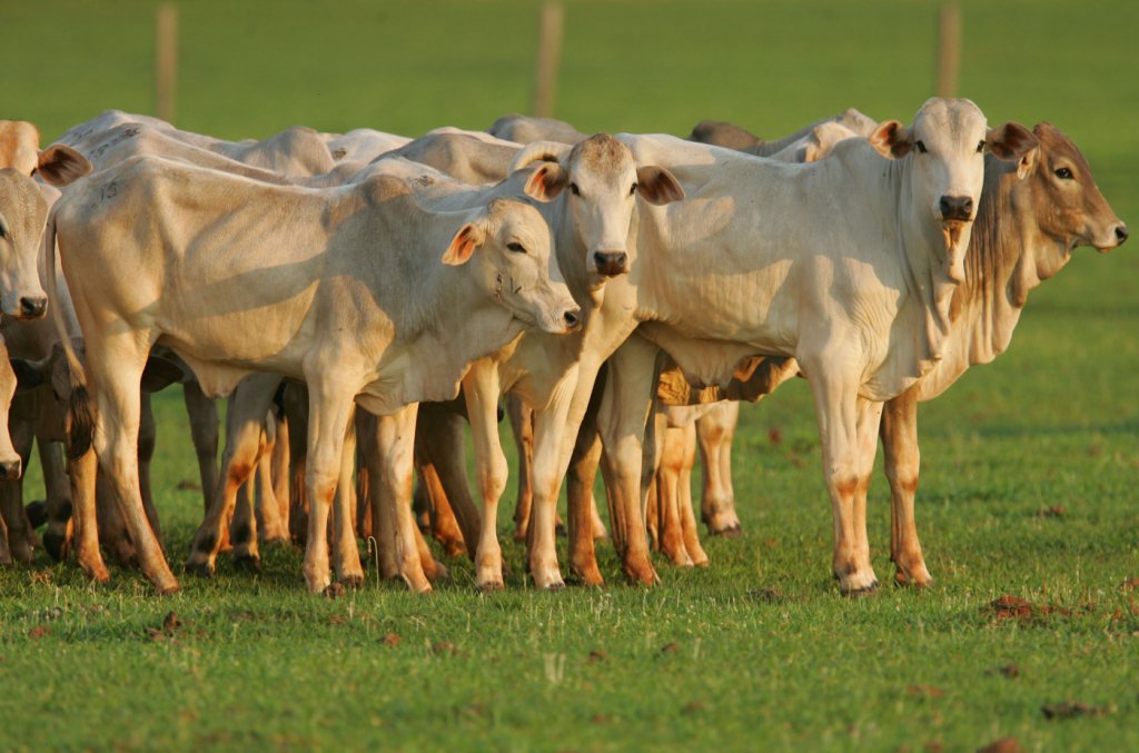Ministério da Agricultura confirma dois casos de ‘doença da vaca louca’ em frigoríficos de MG e MT