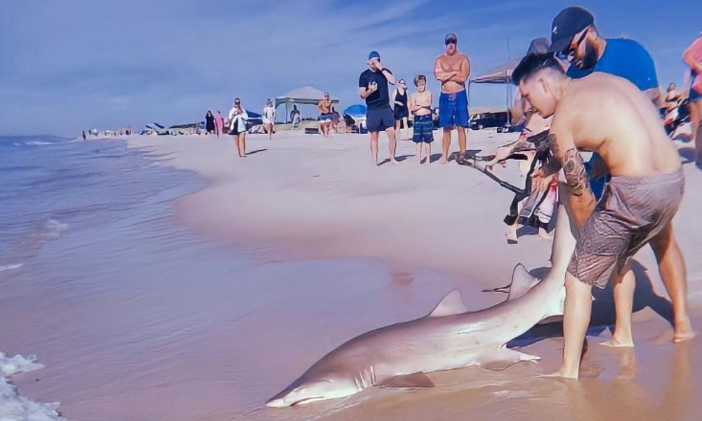 Homem pesca tubarão com a mão e sai arrastando pela areia da praia; assista
