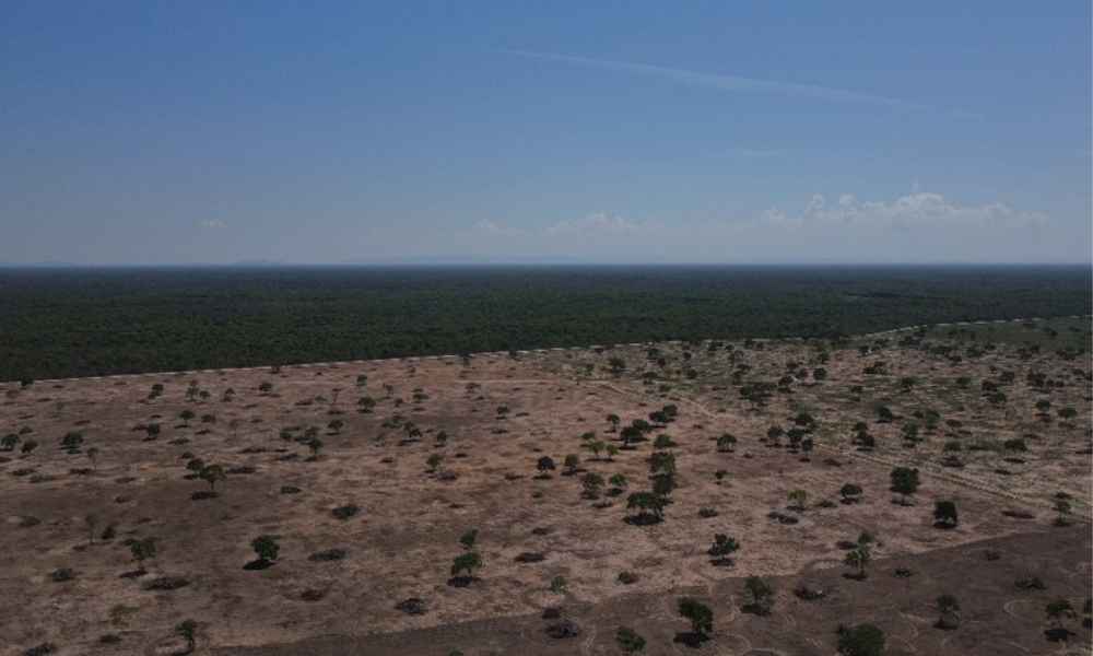 Ibama identifica desmatamento ilegal no Pantanal mato-grossense durante operação e aplica R$ 34 mi em multas